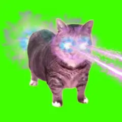 Обложка трека OIIA OIIA COSMIC Spinning CAT