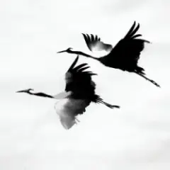 kavabanga Depo kolibri — Журавлі