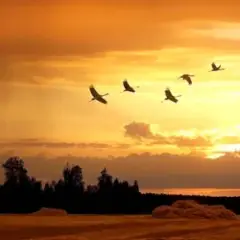 Курли
