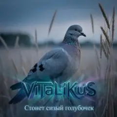 Стонет сизый голубочек