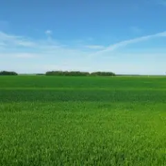 Трава