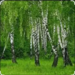 Родные края