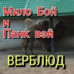 Мило Бой — " верблюд "