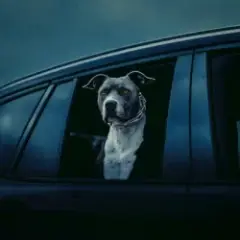 Обложка трека In This Bih'