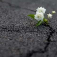 Обложка трека Я цветок
