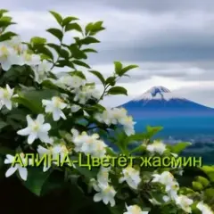 Обложка трека Цветёт жасмин