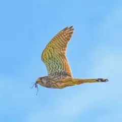 Обложка трека Птица запуталась в мокрых крыльях